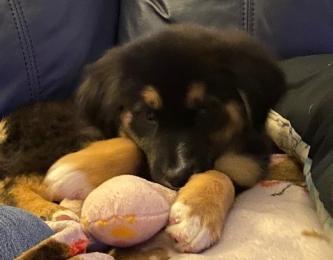 Happy Tails | Carolina Canine Rescue