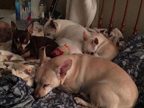 Peanut with his sisters Daisy, Bella & Coco (he's the fawn colored one in front)