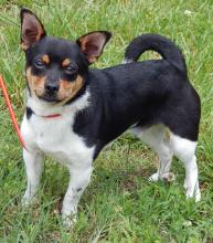 adopt young adult terrier Chihuahua Sussex New Jersey Burlington Niagara Falls Buffalo Syracuse Albany West Sand Lake Williamsport Pittsburgh