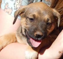 adopt black brown male labrador lab shepherd puppy pittsburg williamsport albany west sand lake
