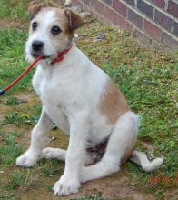 adopt jack russell terrier puppy brattlesboro, randolph,burlington, ontario