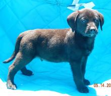 adopt black male labrador lab shepherd puppy pittsburg williamsport albany west sand lake