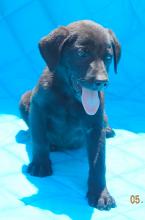 adopt black brown female labrador lab shepherd puppy pittsburg williamsport albany west sand lake
