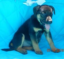 adopt black brown tan female labrador lab german shepherd puppy pittsburg williamsport albany west sand lake