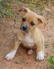  adopt puppy tan lab laboratory retriever Labradors West Sand Lake Albany Niagara Falls Syracuse