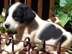 adopt australian shepherd border collie puppy ontario toronto rochester syracuse buffalo niagara falls