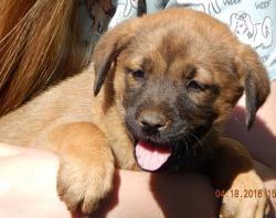 adopt brown shepherd labrador male puppy sussex, burlington, white river junction
