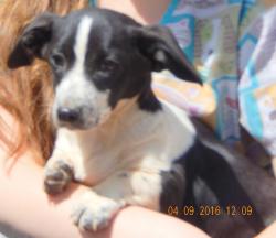 adopt black white young small breed corgi terrier puppy albany, west sand lake, brattlesboro, white river junction 