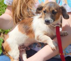 adopt young small breed puppy corgi terrier white river junction, williamsport, west sand lake, albany