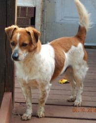 adopt jack russell terrier young adult white river junction burlington randolph