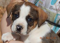 adopt australian shepherd boxer puppy brown white toronto ontario syracuse rochester buffalo niagara falls