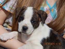 adopt boxer australian shepherd puppy burlington white river junction vermont maine