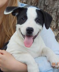 adopt happy border collie corgi mix puppy albany, brattlesboro