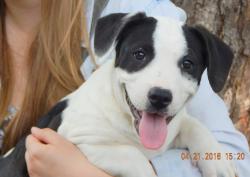 adoption corgi mix, border collie puppy happy syracuse