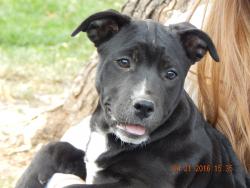 adopt black corgi border collie mix puppy niagara falls, albany, williamsport