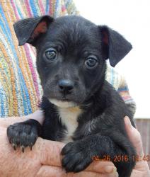 black white boston terrier chihauhau puppy adopt west sand lake, albaby, niagara falls, burlington