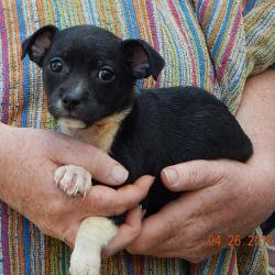 adopt boston terrier chihauhau puppy niagara falls, albany, williamsport