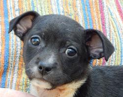adopt black white boston terrier chihauhau puppy burlington, pittsburg, ontario