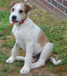 adopt jack russell terrier puppy brattlesboro, randolph,burlington, ontario