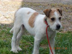 adopt brown white wire hair jack russell terrier puppy rochester, niagara falls, albany, buffalo