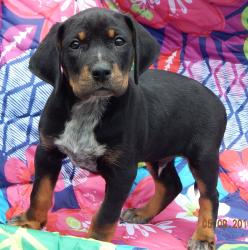 adopt black tan puppy rottweiler ontario, toronto, burlington, white river 