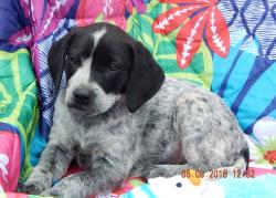 adopt black white playful puppy albany, west sand lake, williamsport white river junction brattlesboro