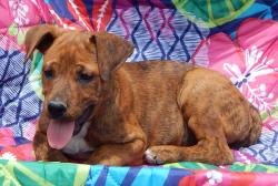 adopt young brindle white rotweiler shepherd puppy williamsport, pittsburg.white river junction