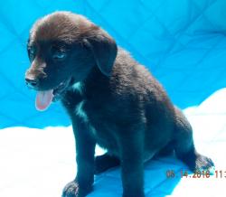 adopt black white female german shepherd lab labrador puppy vermont white river junction burlington williamsport 