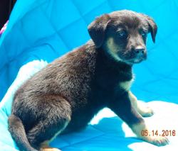 adopt puppy black tan brown sitting male  lab labrador german shepherd albany west sand lake williamsport  maine