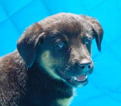 adopt black brown tan sitting male labrador lab shepherd puppy pittsburg williamsport albany west sand lake