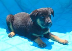 adopt black brown tan laying male german shepherd lab labrador puppy vermont white river junction burlington williamsport 