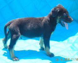 adopt black tan brown male  lab labrador german shepherd albany west sand lake williamsport pittsburg