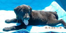 adopt black tan brown female  lab labrador german shepherd albany west sand lake williamsport  maine
