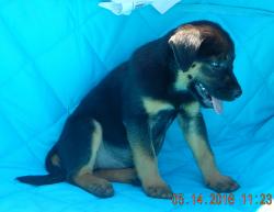adopt german shepherd lab puppy black tan brown ontario toronto rochester syracuse buffalo niagara falls