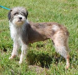 adopt young adult female tibetian terrier small breed albany west sand lake williamsport, pittsburg