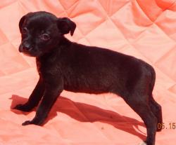 adopt black white chin small small female terrier lab labrador puppy white river junction,  randolph, ontario, toronto syracuse, niagara falls