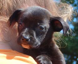 adopt black white chin small female labrador lab terrier puppy pittsburg williamsport albany west sand lake