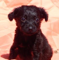 adopt black fuzzy female labrador lab puppy pittsburg williamsport albany west sand lake