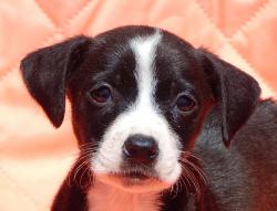 adopt black white short haired female labrador lab terrier puppy pittsburg williamsport albany west sand lake
