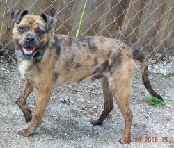 adopt young adult male aussie cattle dog blue heeler pug albany west sand lake williamsport, pittsburg