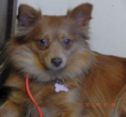 adopt small breed young adult pomeranian ontario, west sand lake, randolph, pittsburg