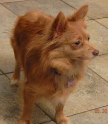 adopt young adult small breed brown pomeranian albany, williamsport, brattlesboro, white river junction