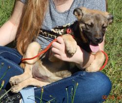adopt a puppy German Shepherd Labrador Retriever Syracuse Buffalo Niagara Falls Ontario West Sand Lake Albany