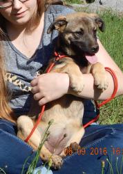 adopt puppy German Shepherd Labrador Retriever Burlington White Sulphur Springs Williamsport Pittsburgh
